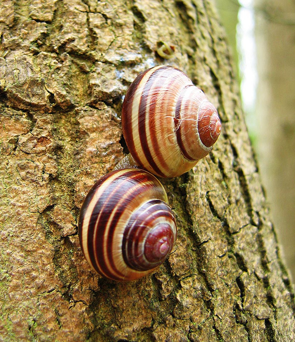 Helicidae