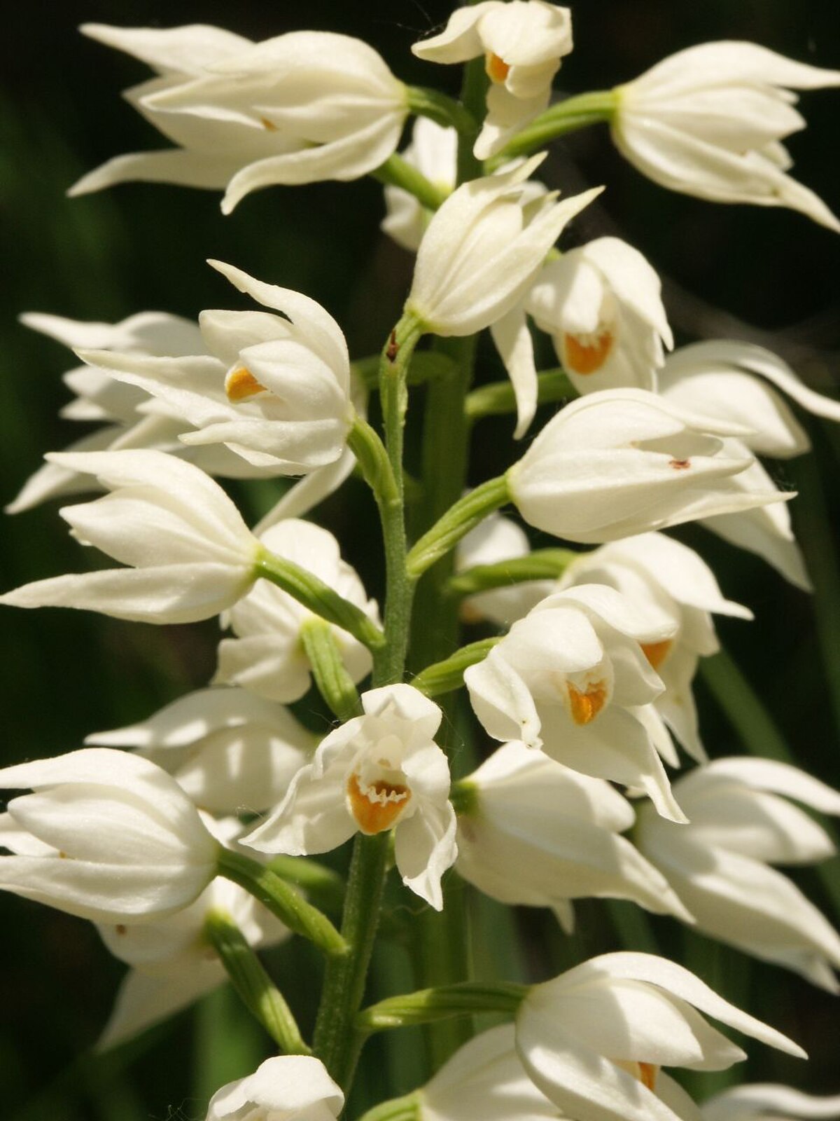 Céphalanthère à feuilles étroites
