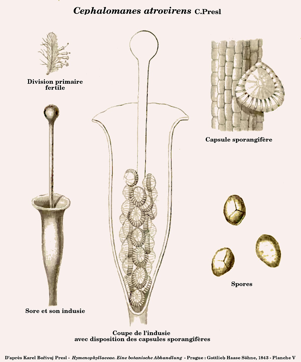 Cephalomanes atrovirens sore.jpg