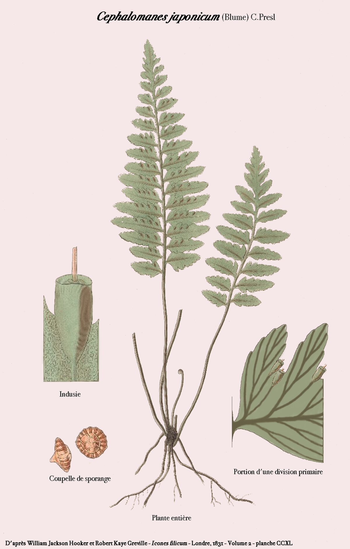 Cephalomanes