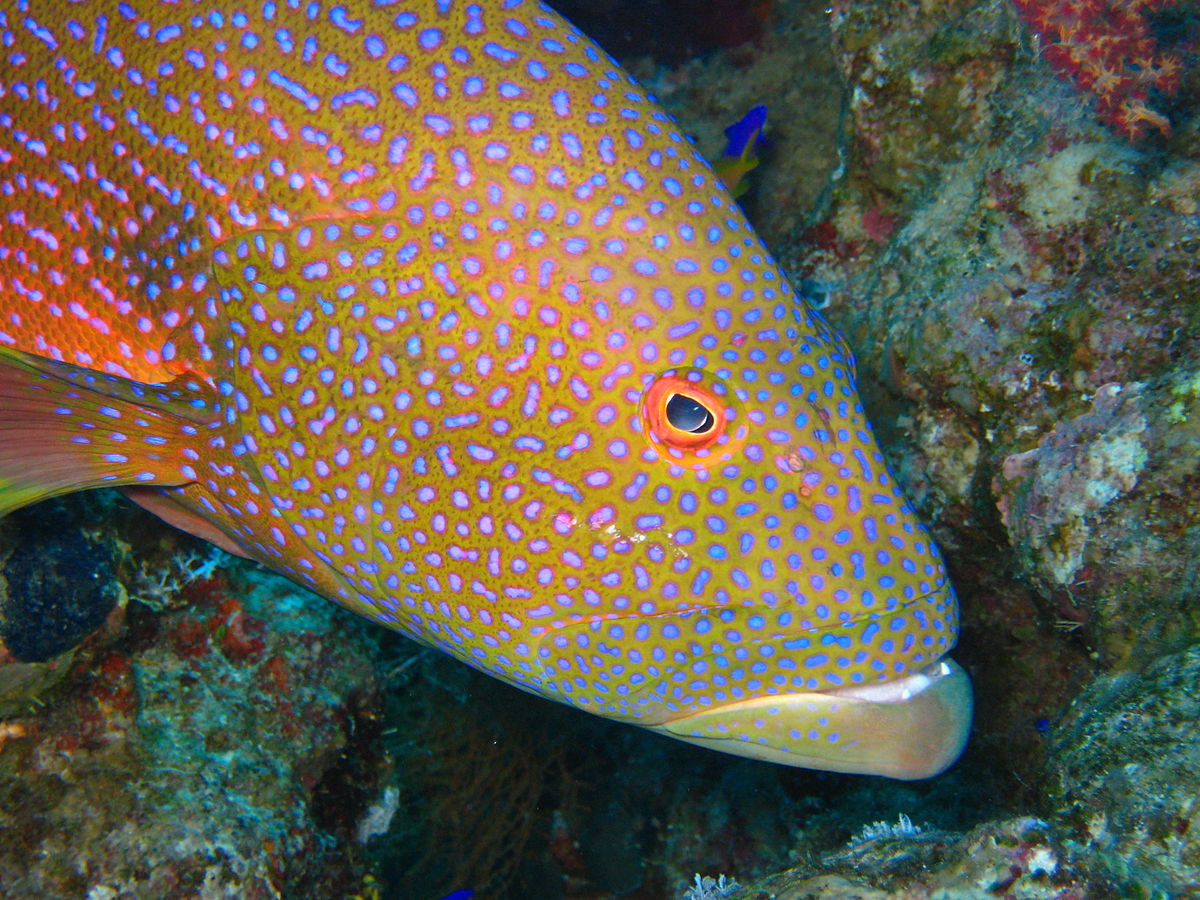 Cephalopholis miniata