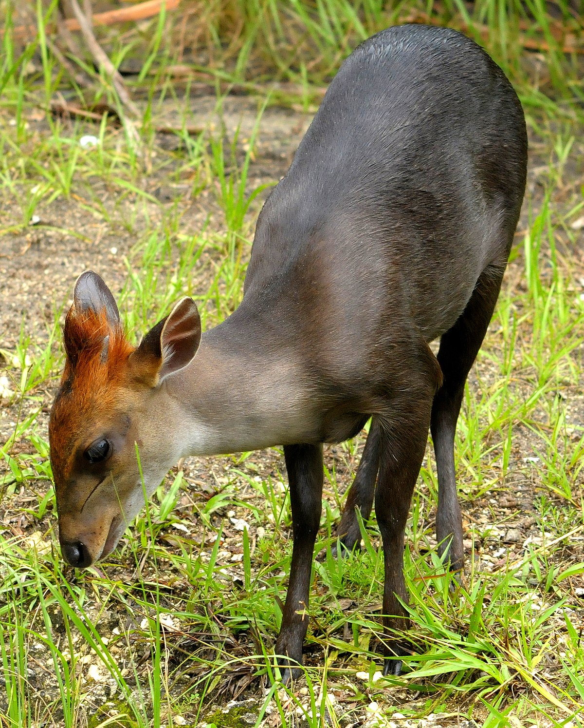 Cephalophus niger
