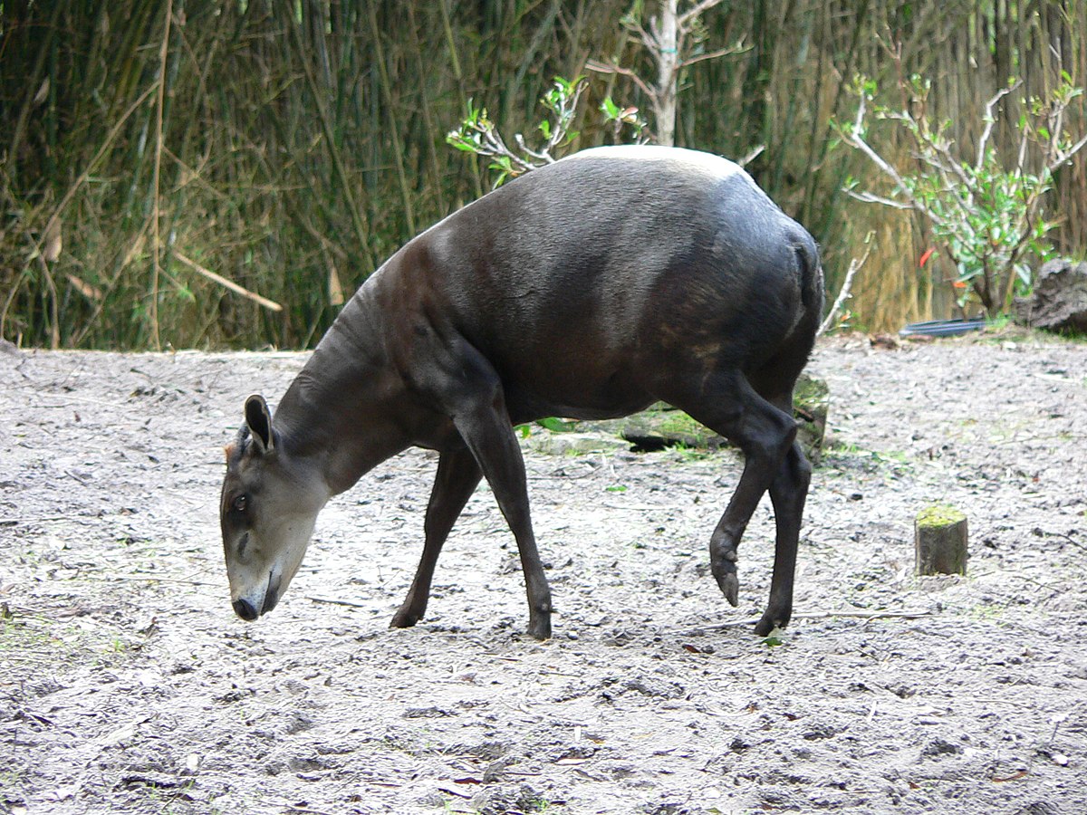 Cephalophus silvicultor