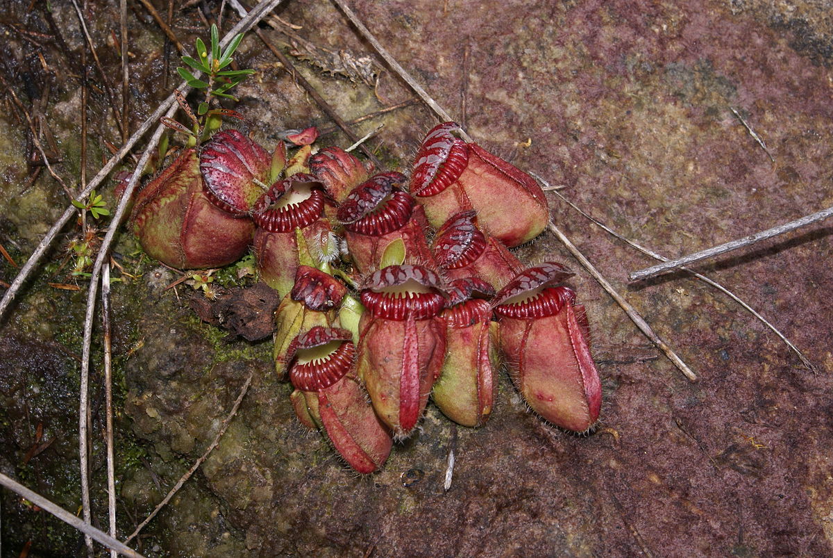 Cephalotus follicularis