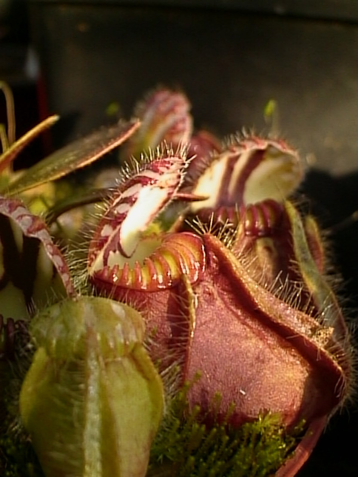 Cephalotaceae