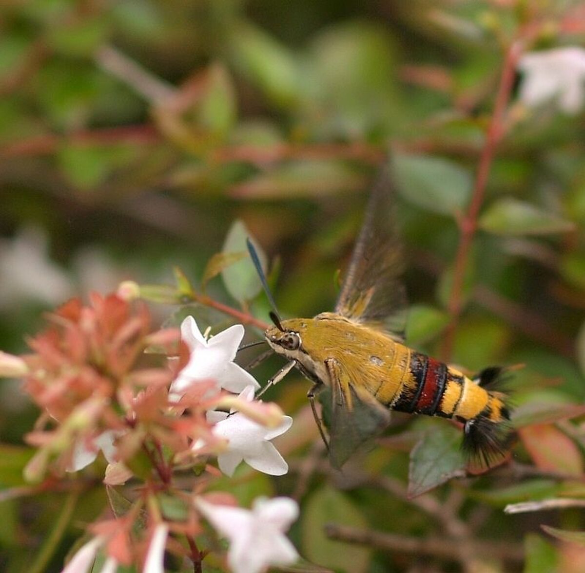 Cephonodes