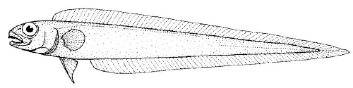 Cepolidae (poissons)