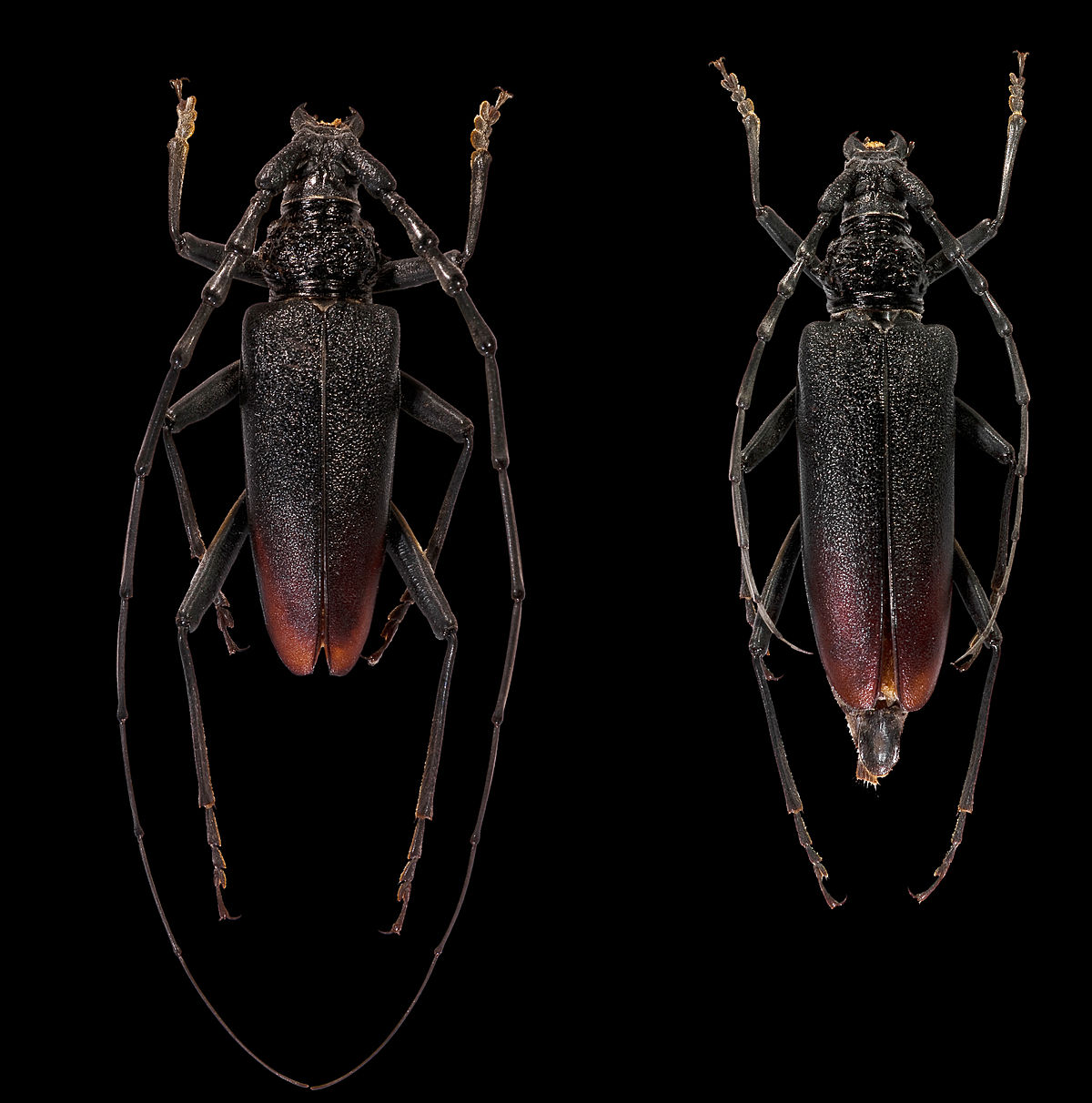 Cerambyx cerdo