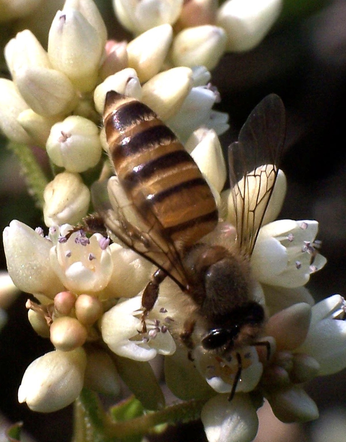 Apis cerana