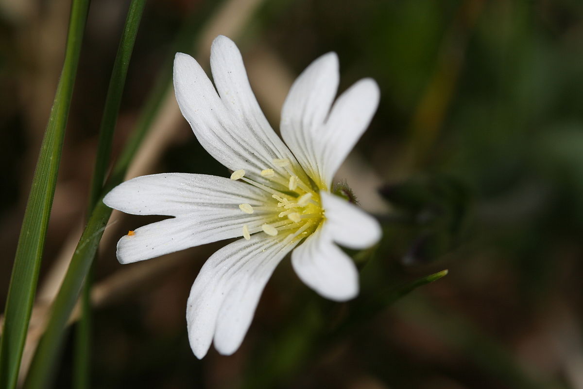 Céraiste