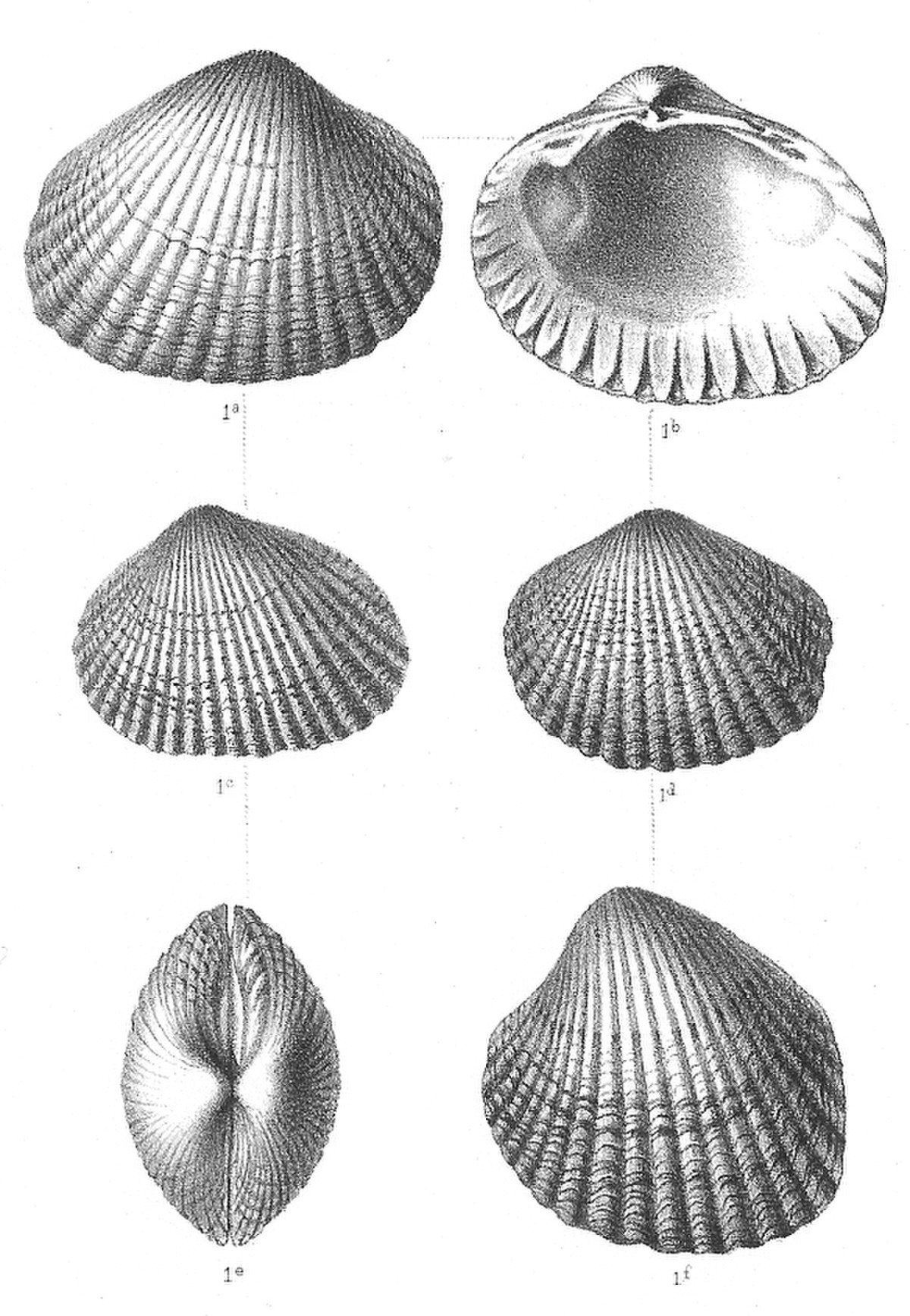 Cerastoderma