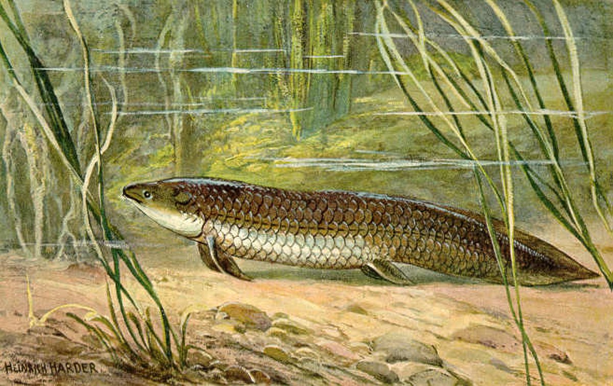 Sarcopterygii