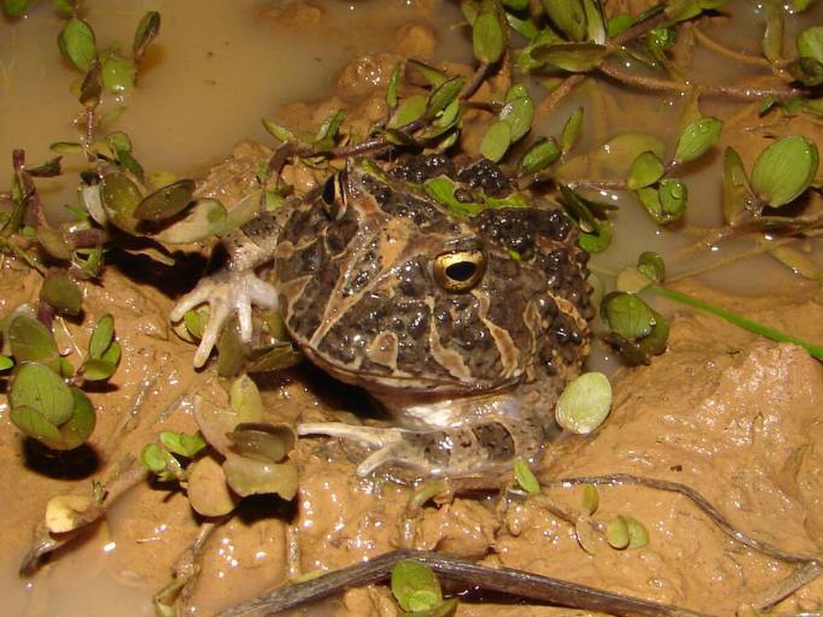 Ceratophrys calcarata