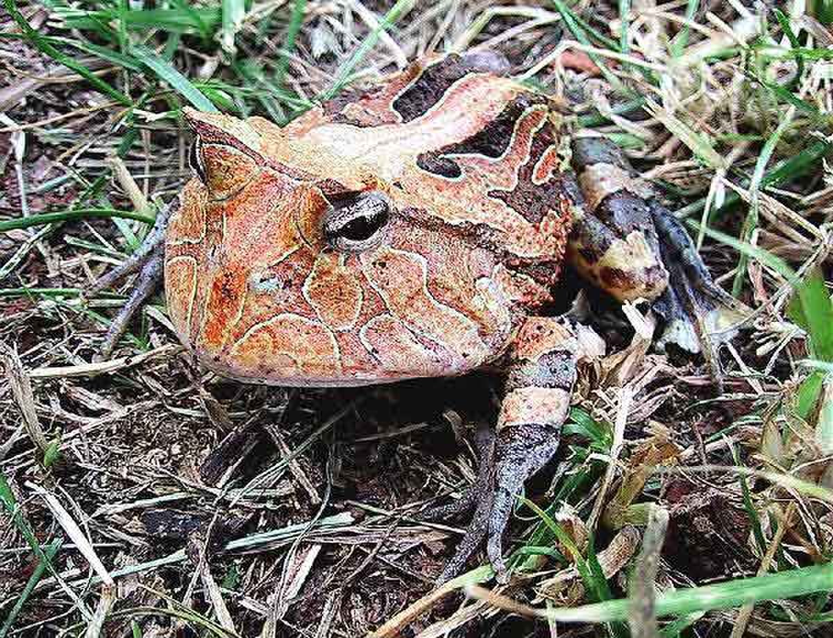 Ceratophrys cornuta