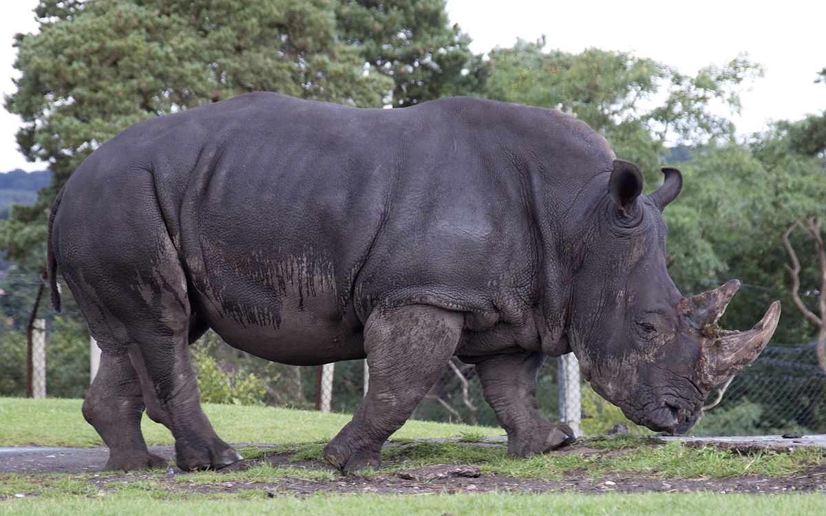 Rhinocéros blanc