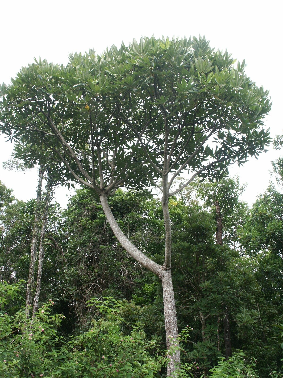 Cerberiopsis candelabra