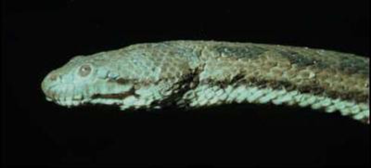 Homalopsidae
