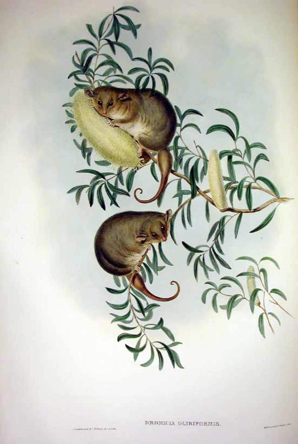 Cercartetus nanus