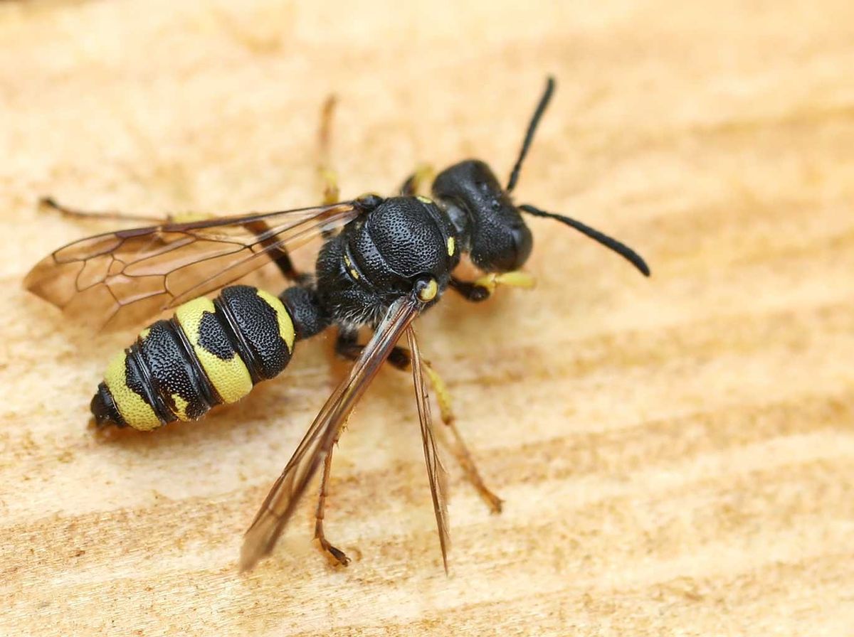 Cerceris