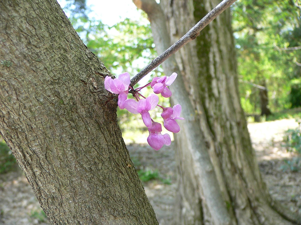 Cercis