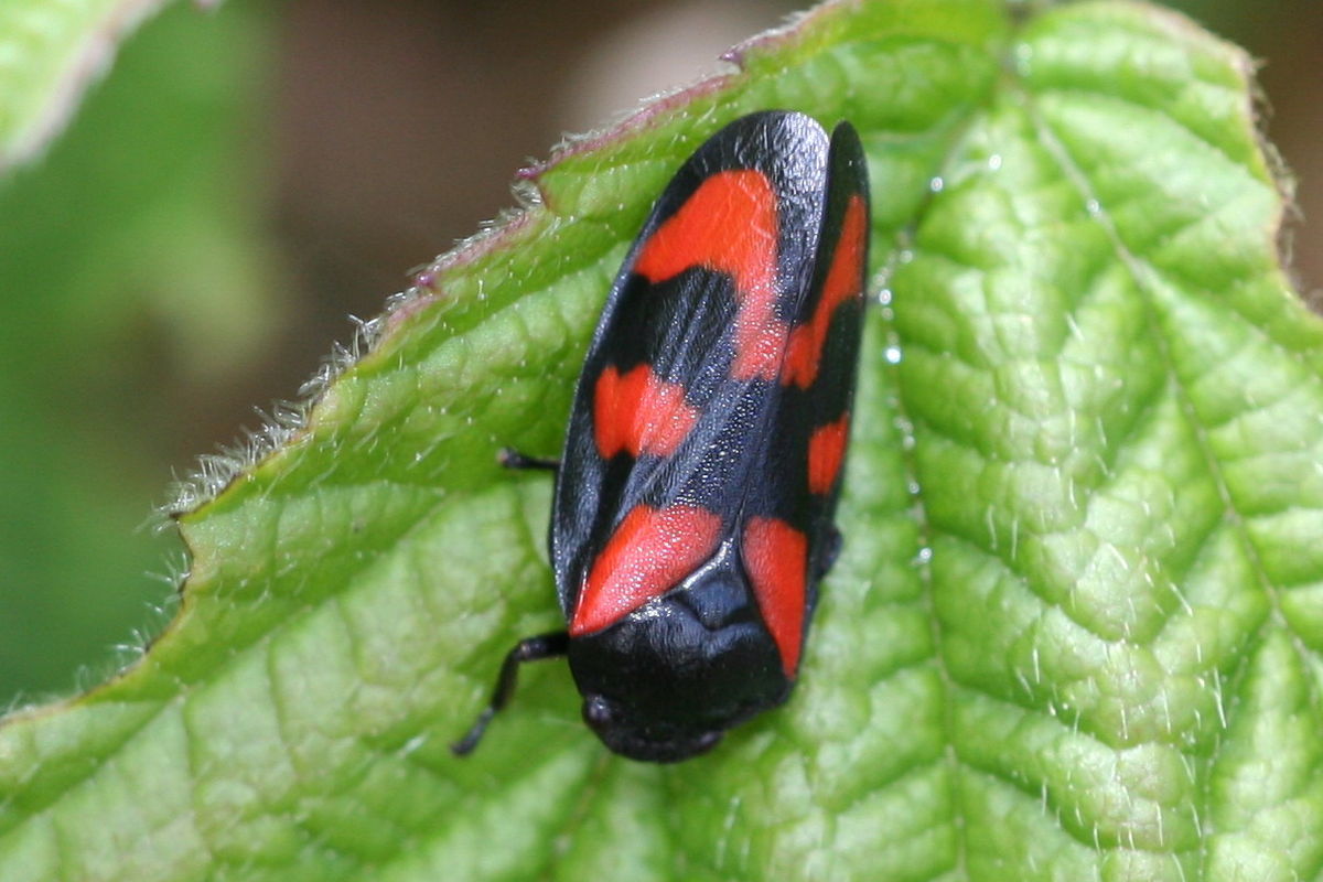 Cercopis vulnerata-01 (xndr).jpg