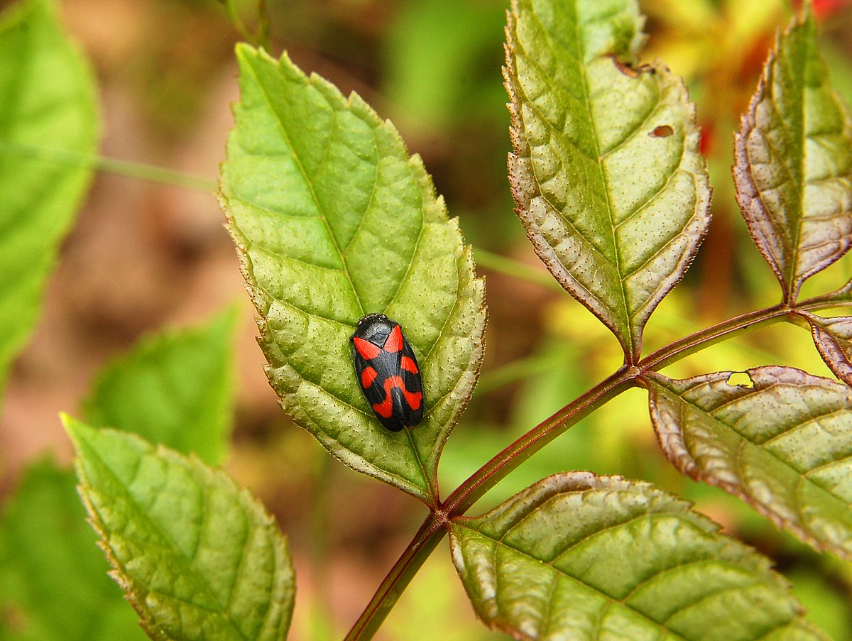 Cercopis Vulnerata Luc Viatour.JPG