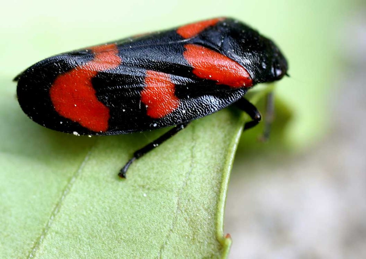 Cercopis vulnerata01.jpg