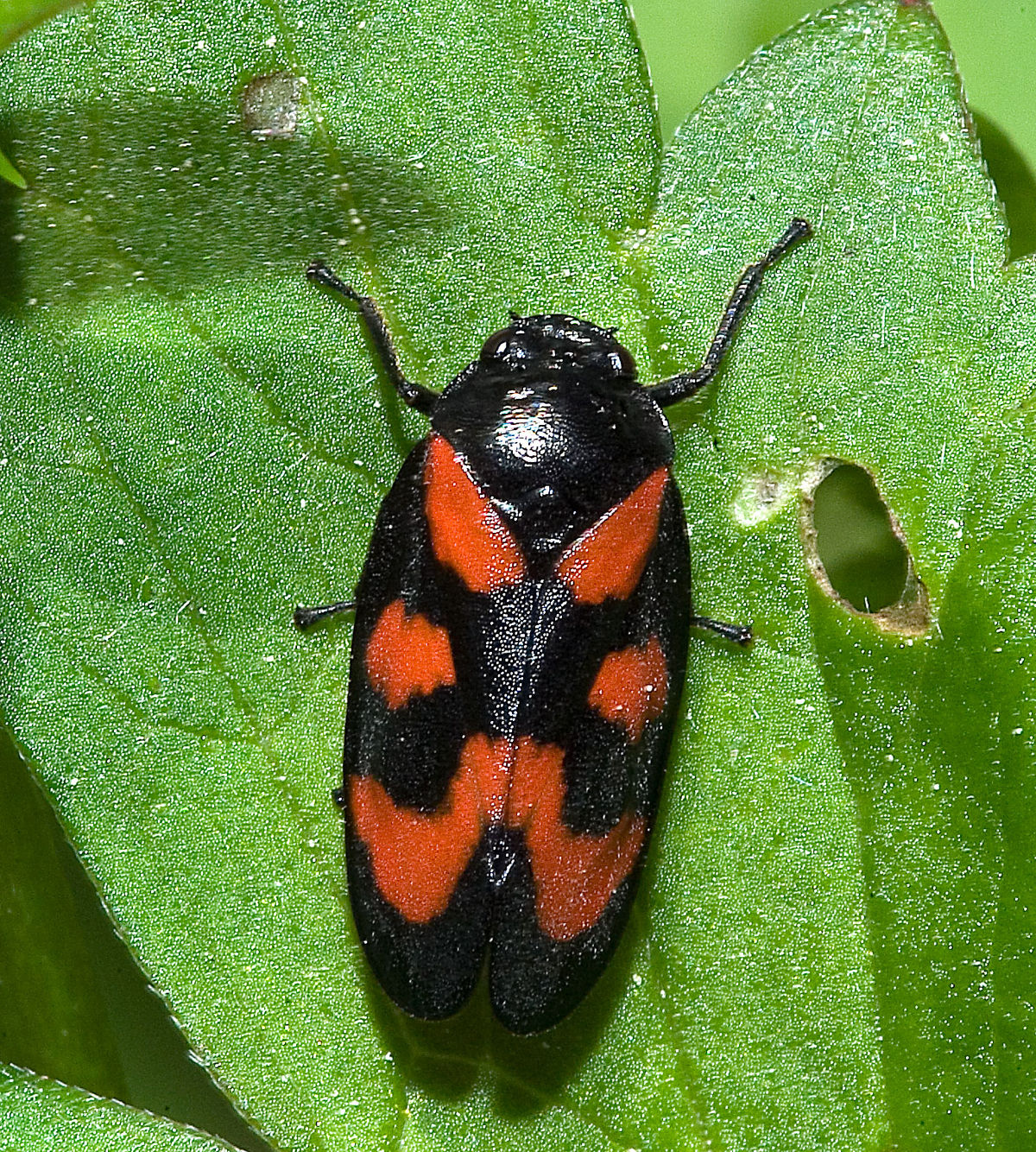 Cercopis vulnerata02.jpg