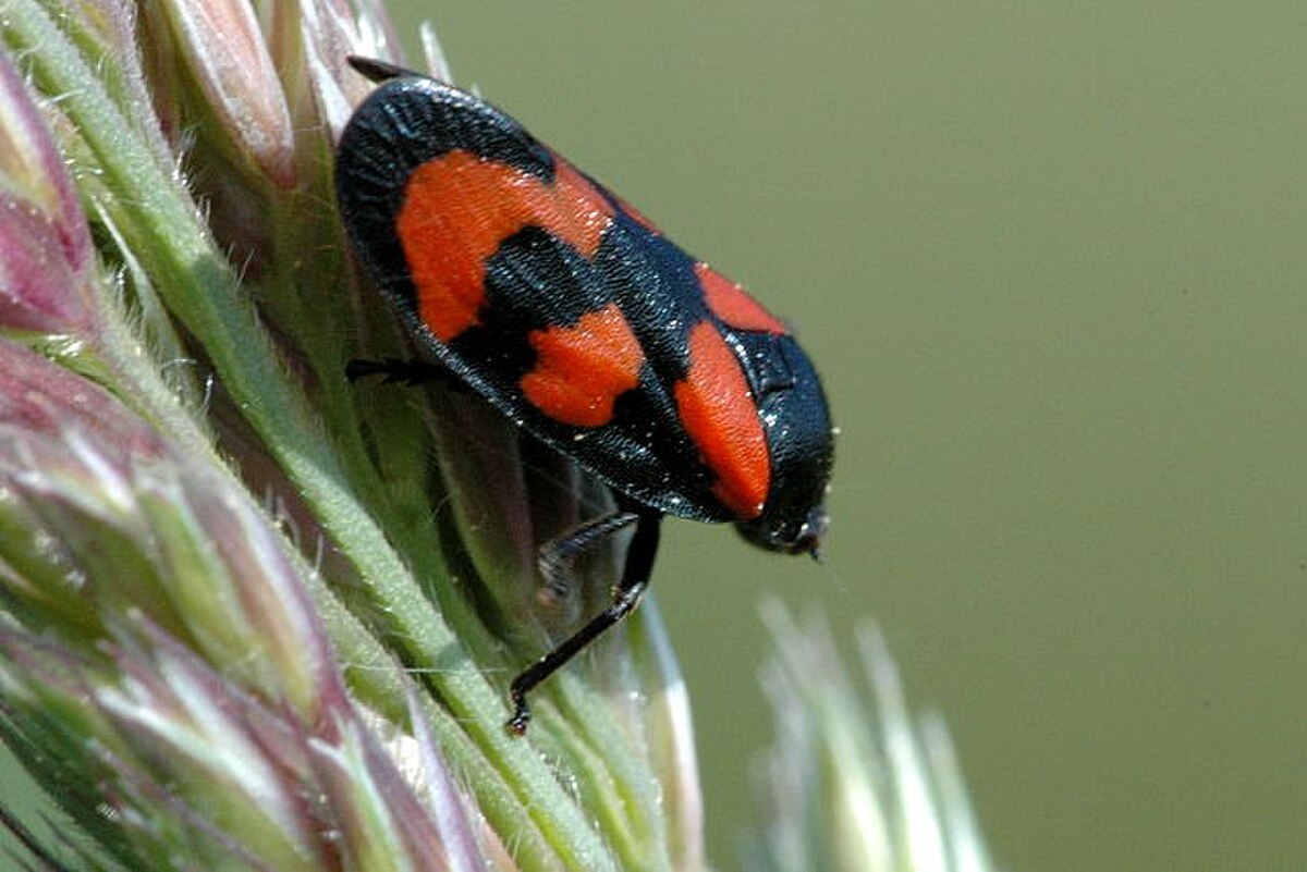 Cercopis.vulnerata.jpg