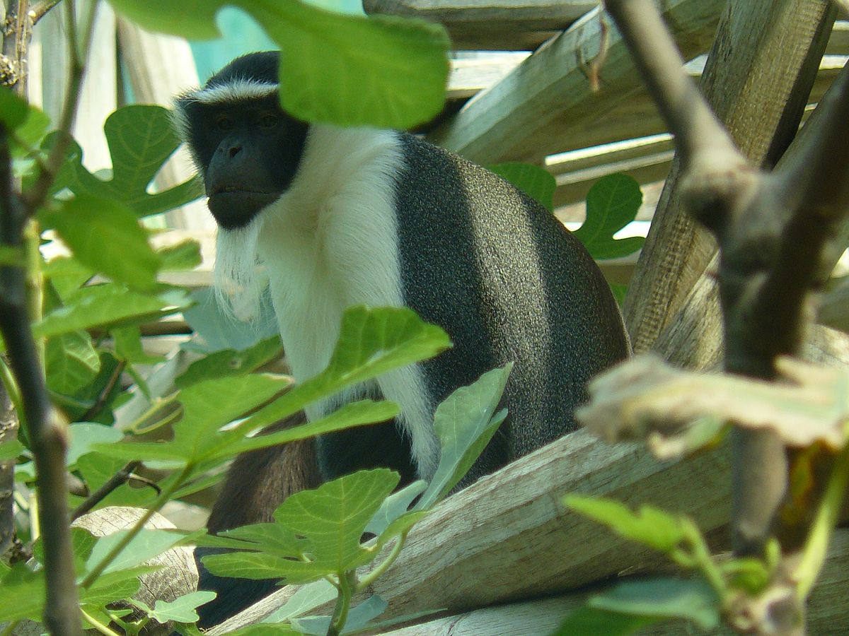 Cercopithèque diane