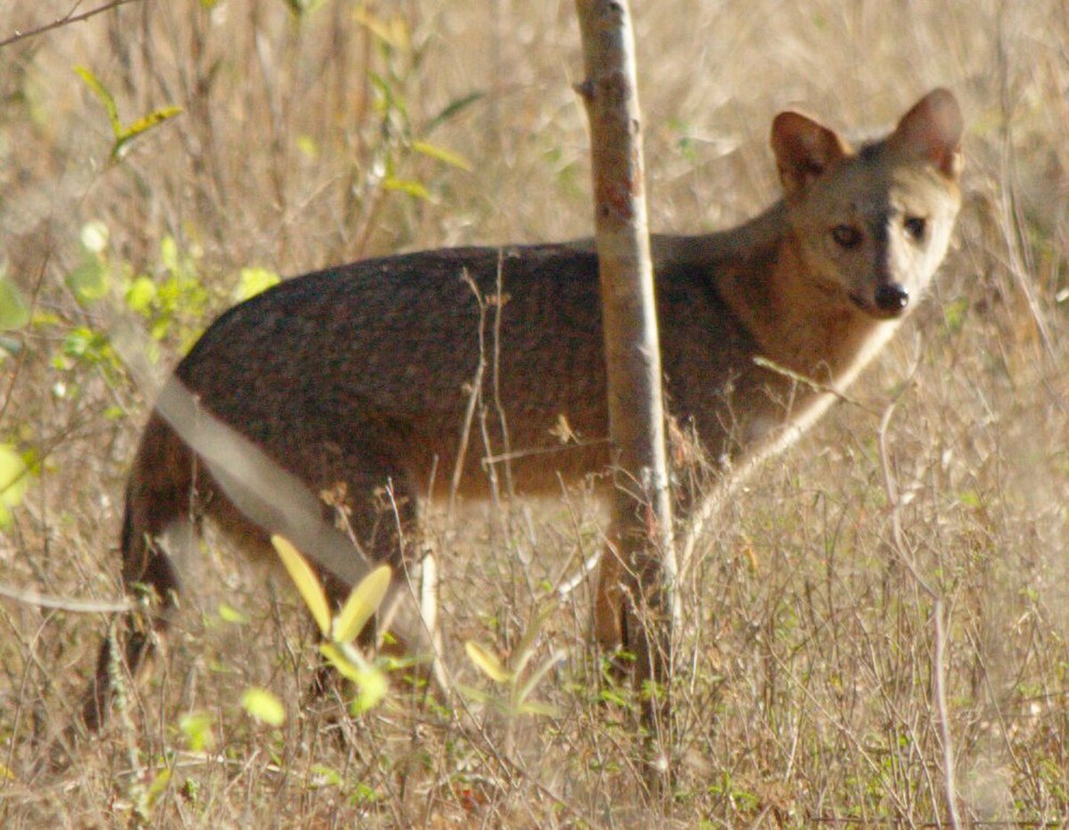 Renard des savanes