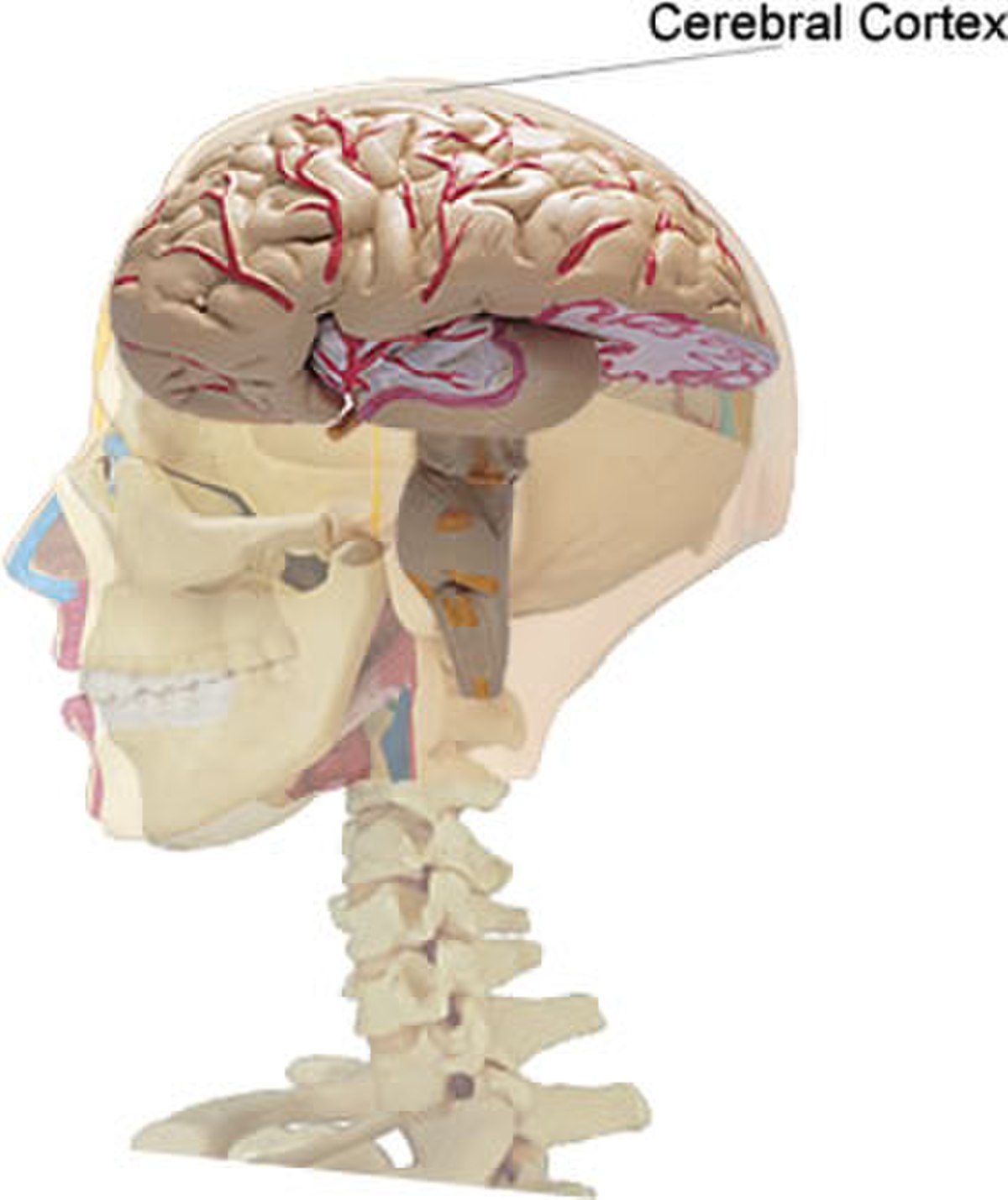 Cortex cérébral