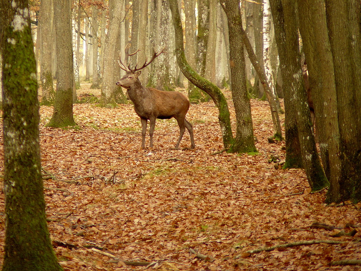 Espace Rambouillet