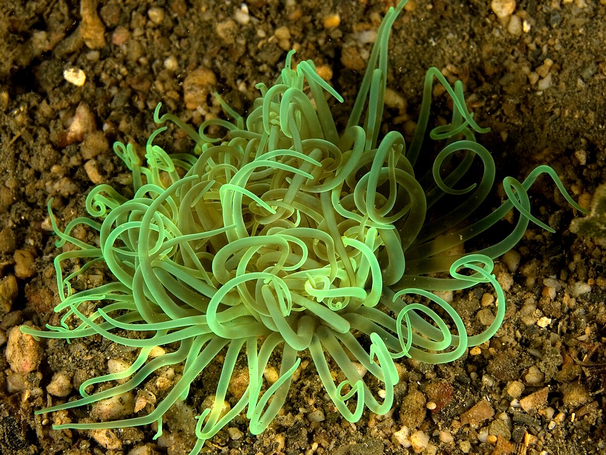 Cerianthidae