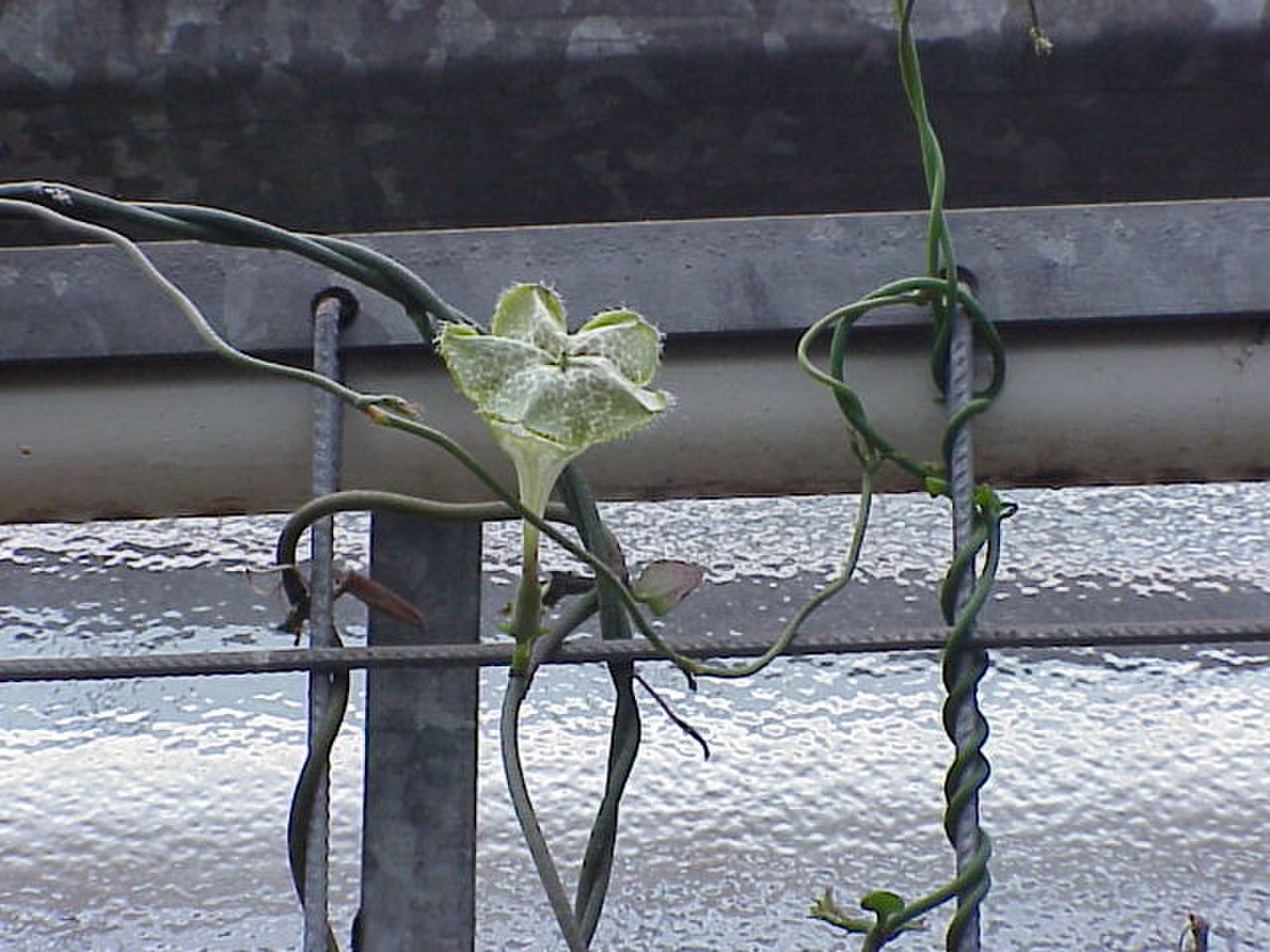 Ceropegia