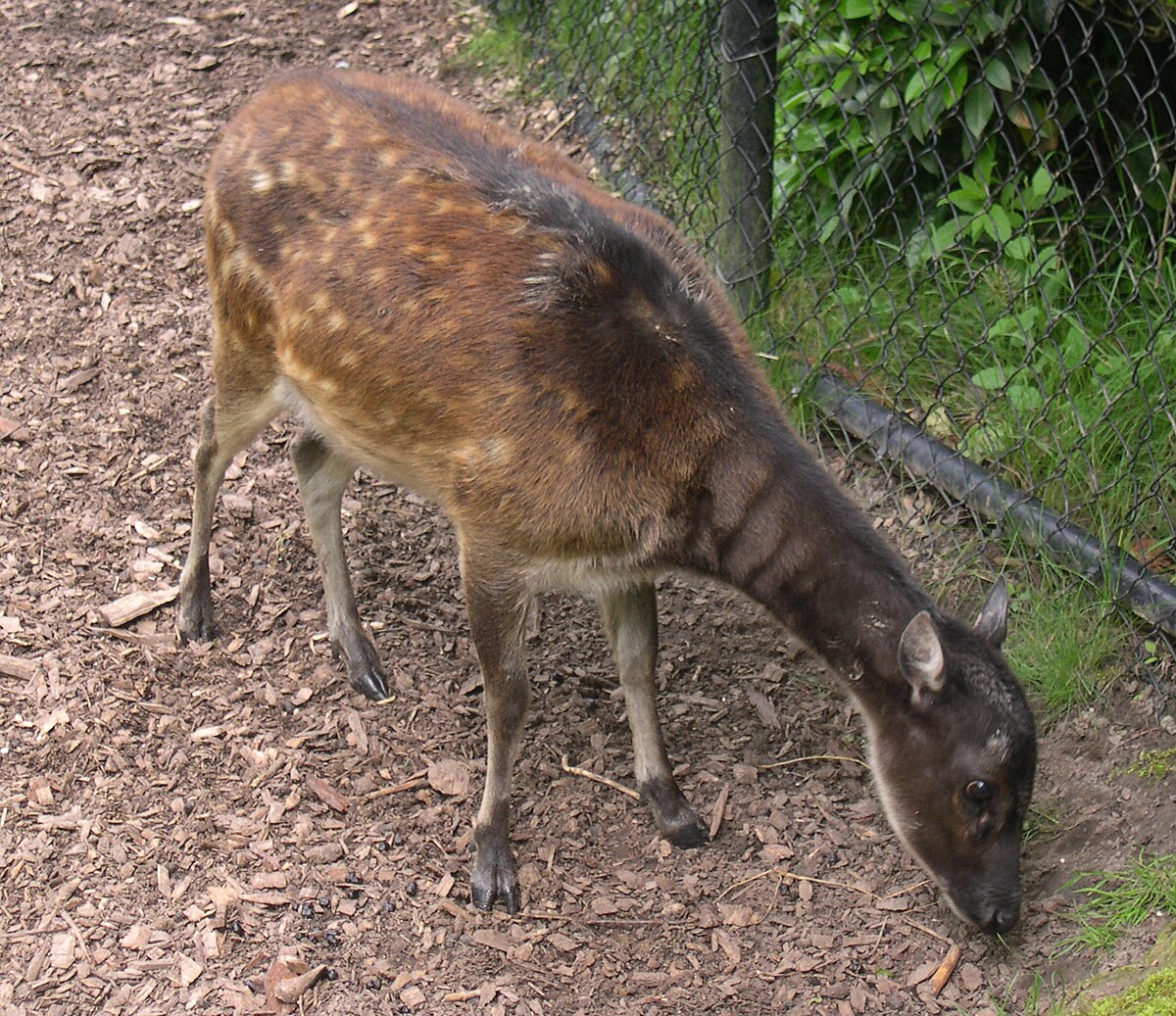 Cerf du Prince Alfred
