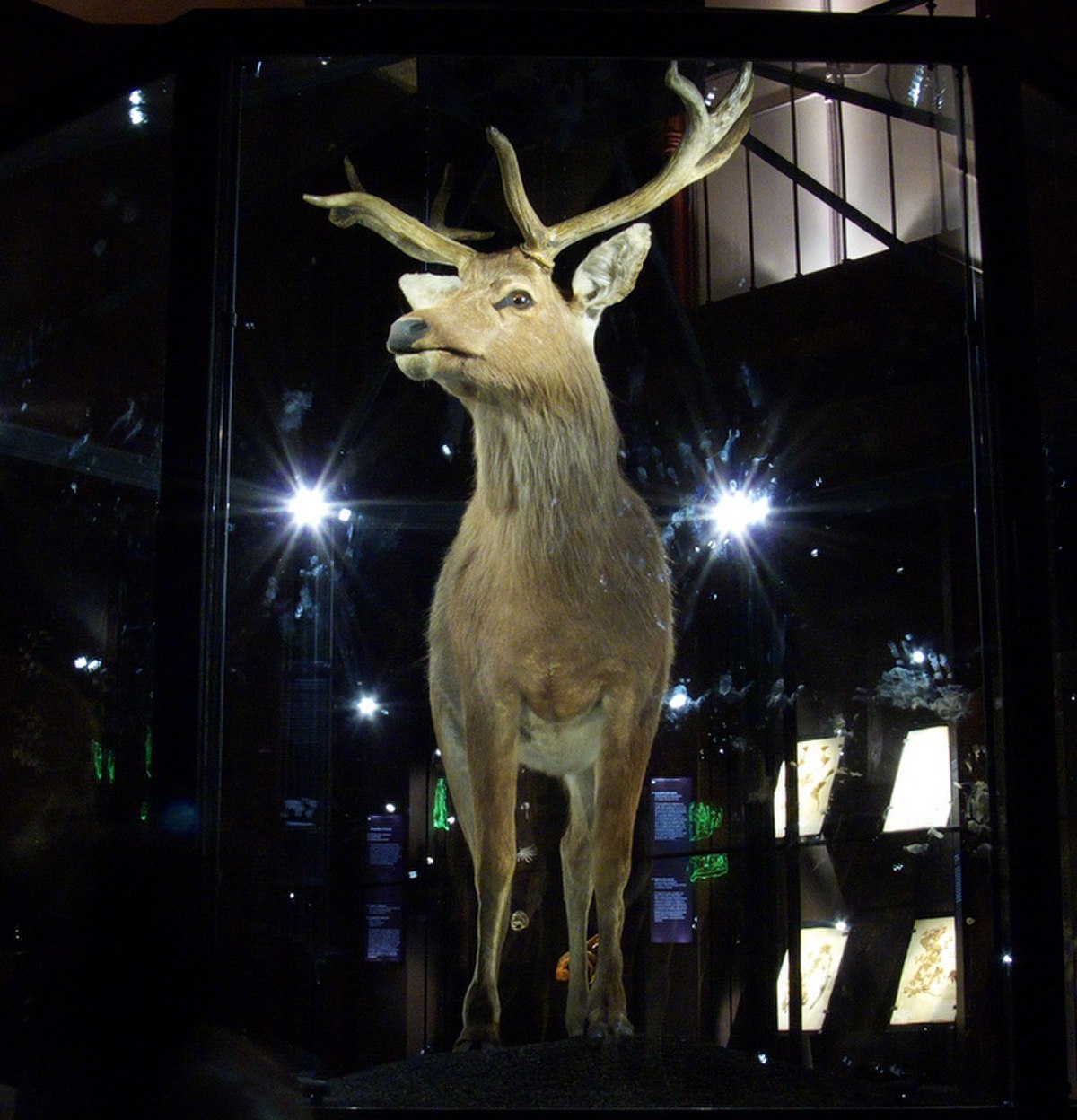 Cervus schomburgki
