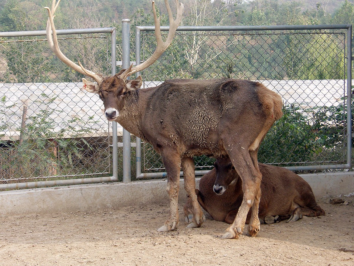 Cerf de Thorold