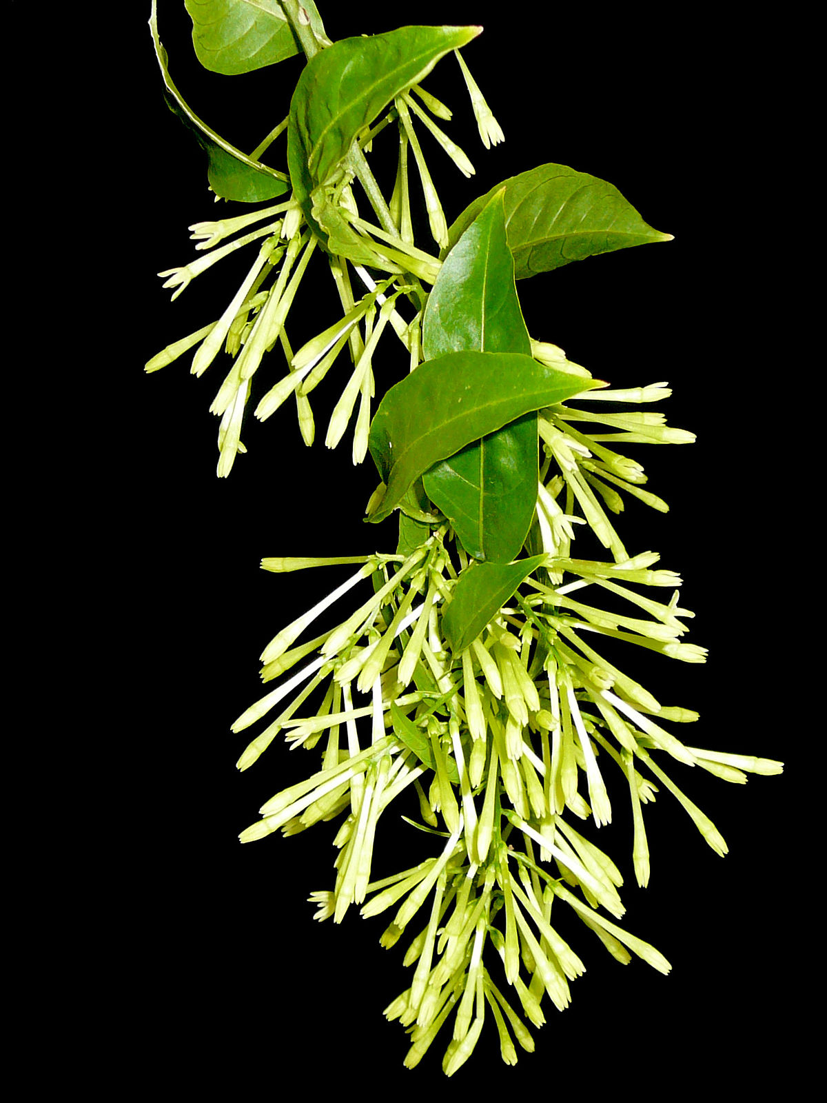 Cestrum nocturnum