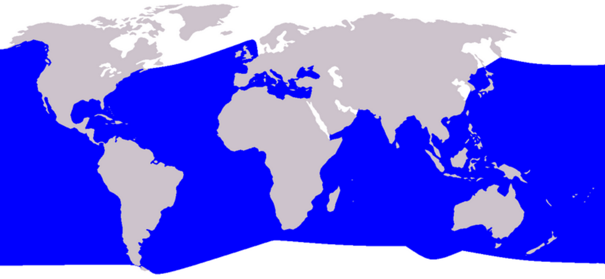 Cetacea range map Cuvier's Beaked Whale.png