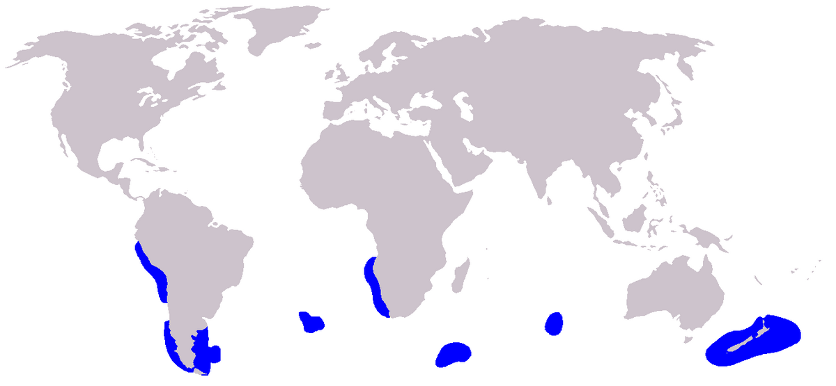 Cetacea range map Dusky Dolphin.PNG