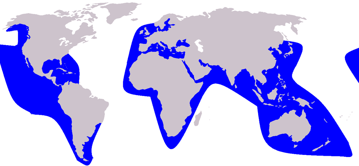 Cetacea range map False Killer Whale.PNG