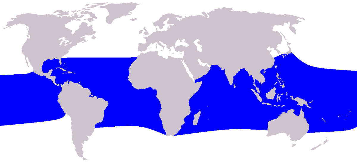 Lagenodelphis hosei