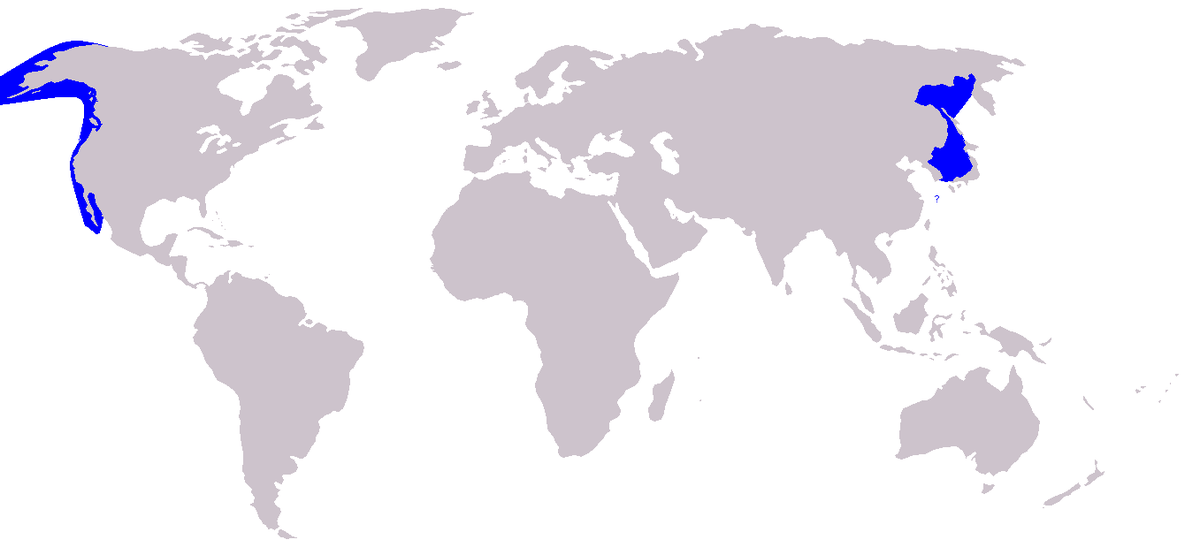 Répartition des baleines grises