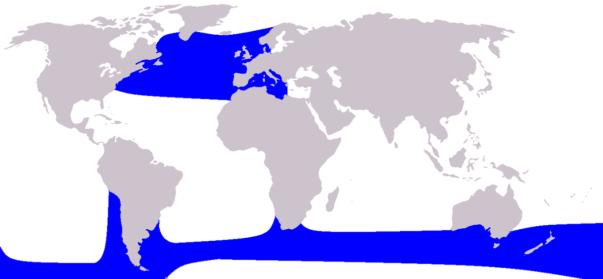 Globicephala melas