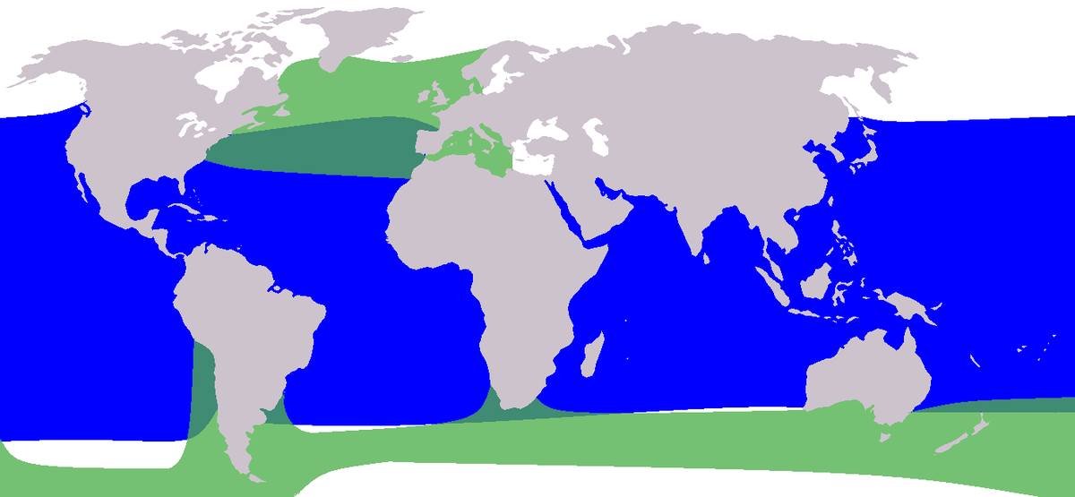 Globicephala