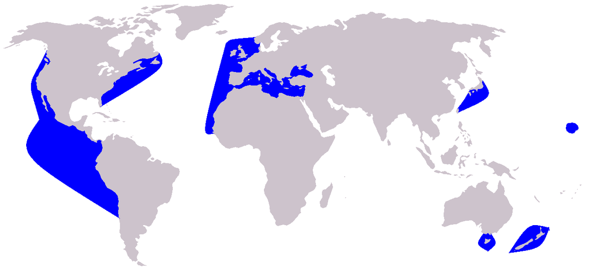 Cetacea range map Short-beaked Common Dolphin.PNG
