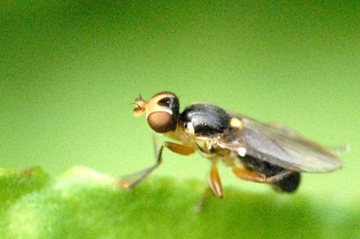 Chloropidae