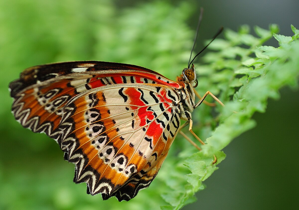 Heliconiinae