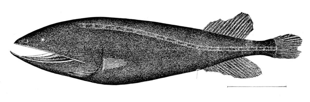 Cetomimidae